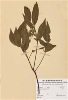 藏品(杜鶯)的圖片